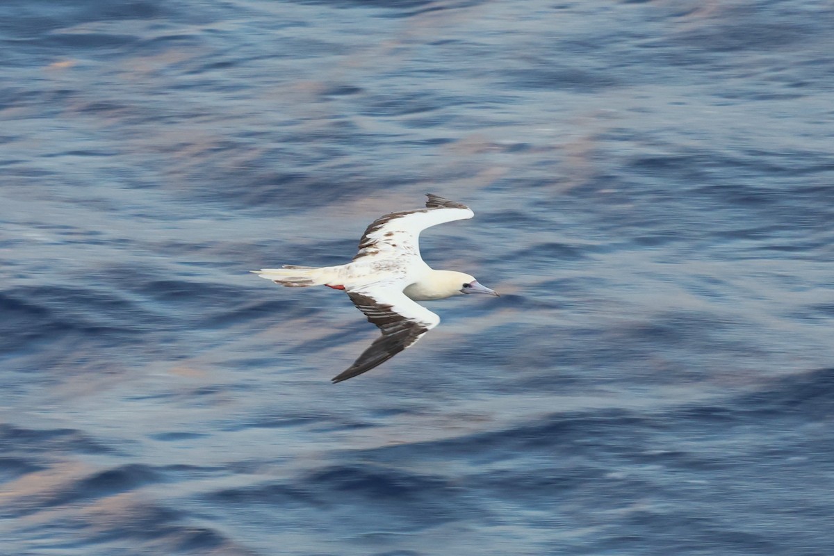 Red-footed Booby - ML622259313