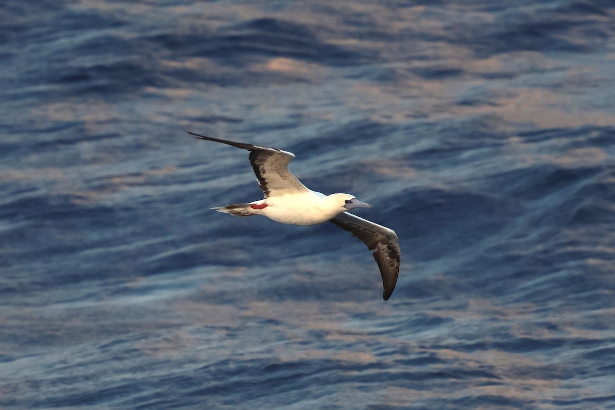 Red-footed Booby - 志民 蘇