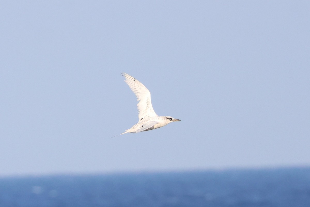 Red-tailed Tropicbird - ML622259324