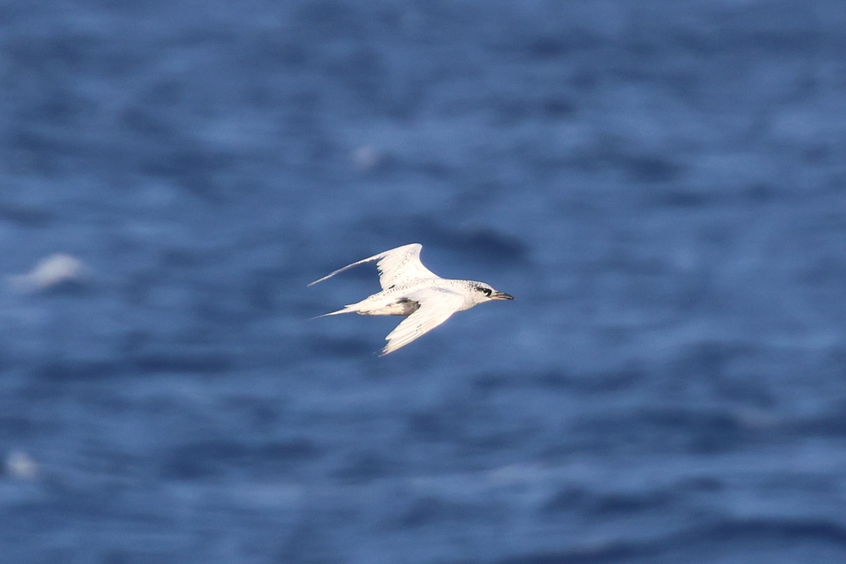 Red-tailed Tropicbird - 志民 蘇