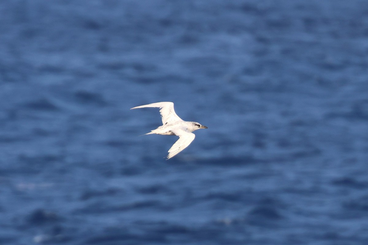 Red-tailed Tropicbird - ML622259326