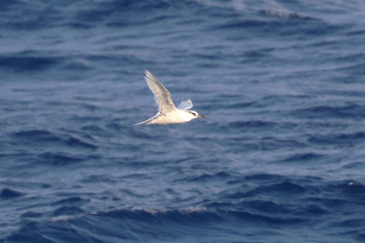 Red-tailed Tropicbird - ML622259327