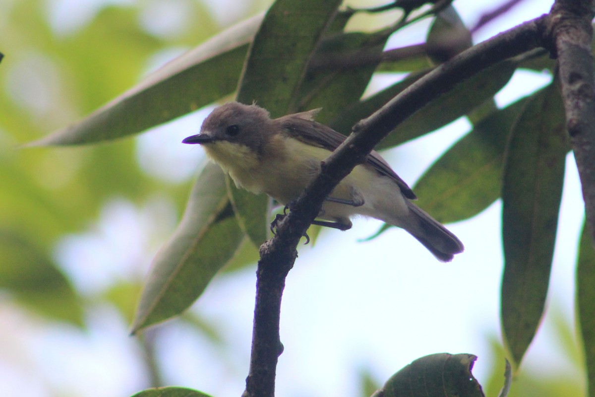 Golden-bellied Gerygone - ML622259371