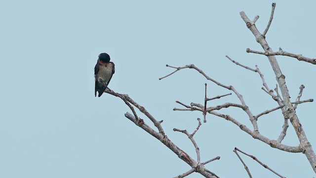 Pacific Swallow - ML622259389