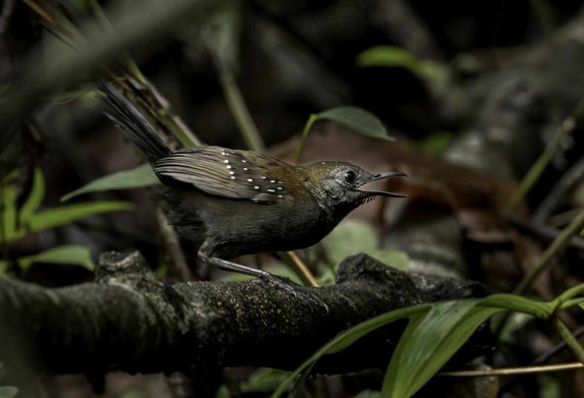 Black-throated Antbird - ML622259403