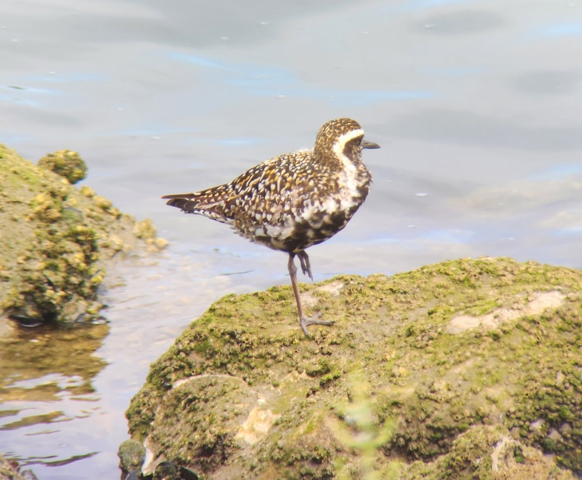 Pacific Golden-Plover - ML622259423