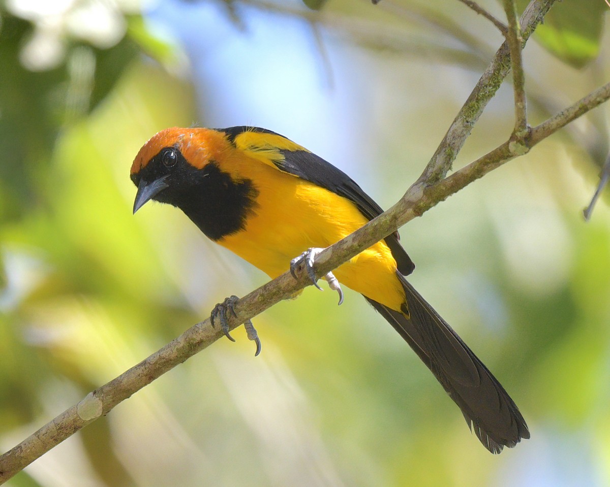 Orange-crowned Oriole - ML622259443