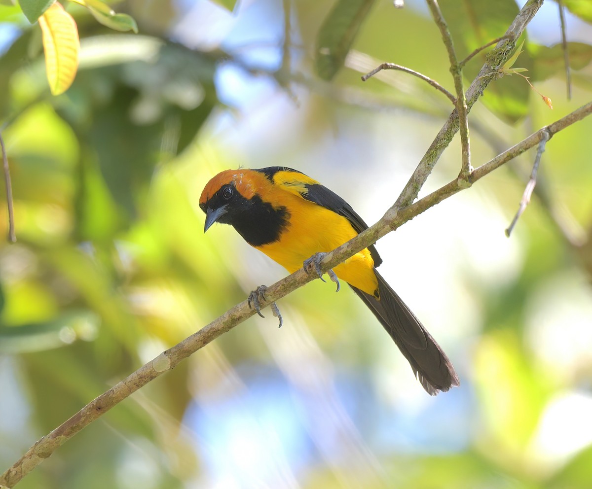 Orange-crowned Oriole - ML622259444