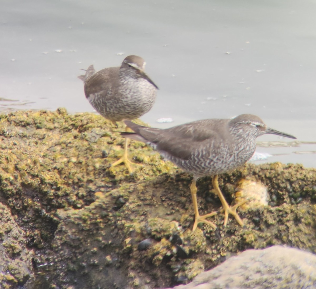 Wandering Tattler - ML622259445