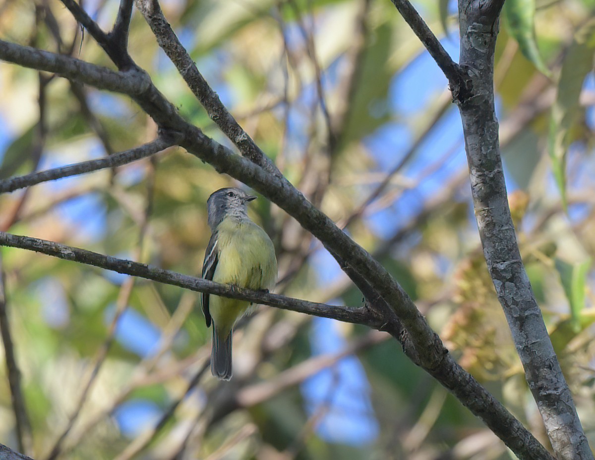 Yellow-crowned Tyrannulet - David Swain