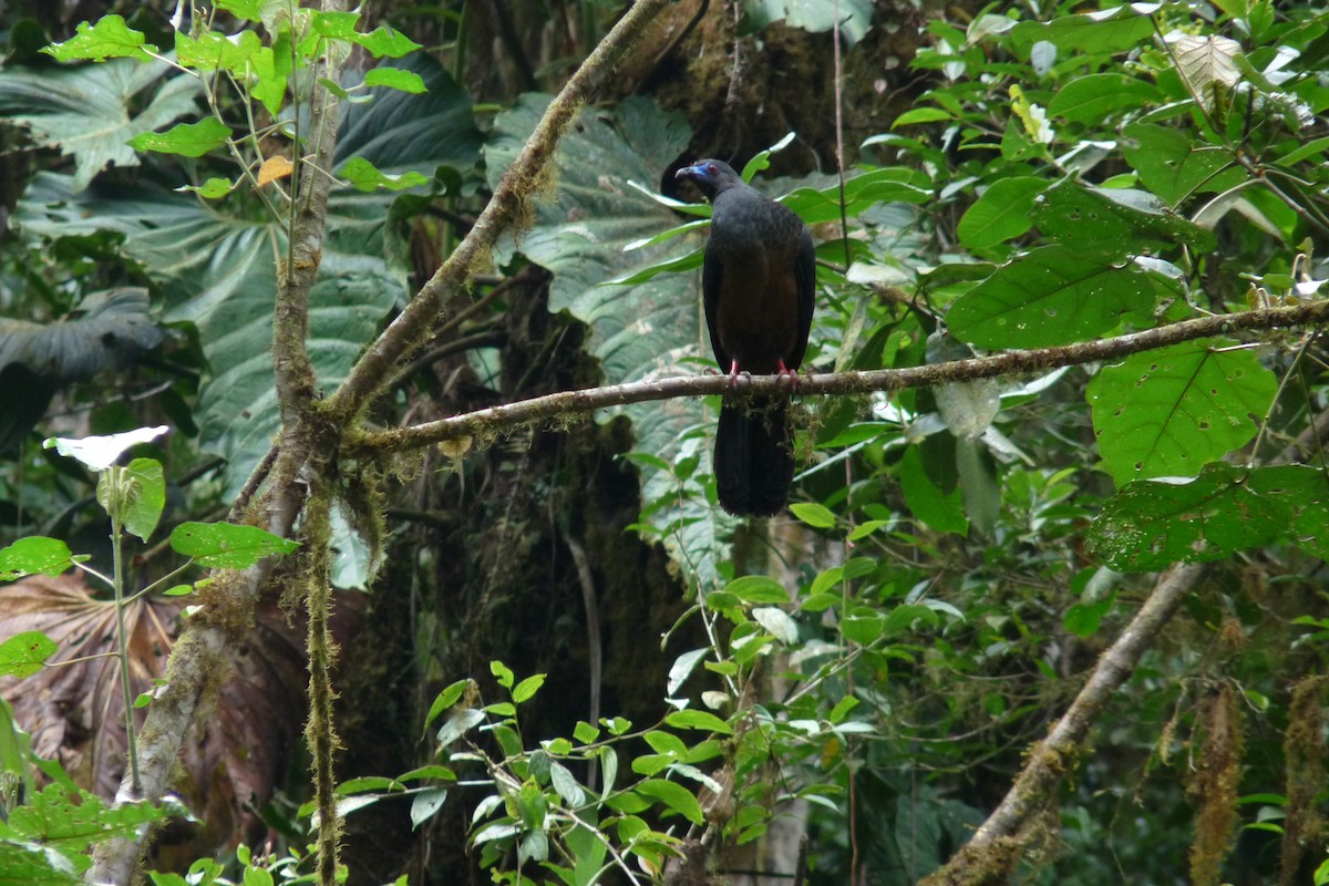 Sickle-winged Guan - ML622259498