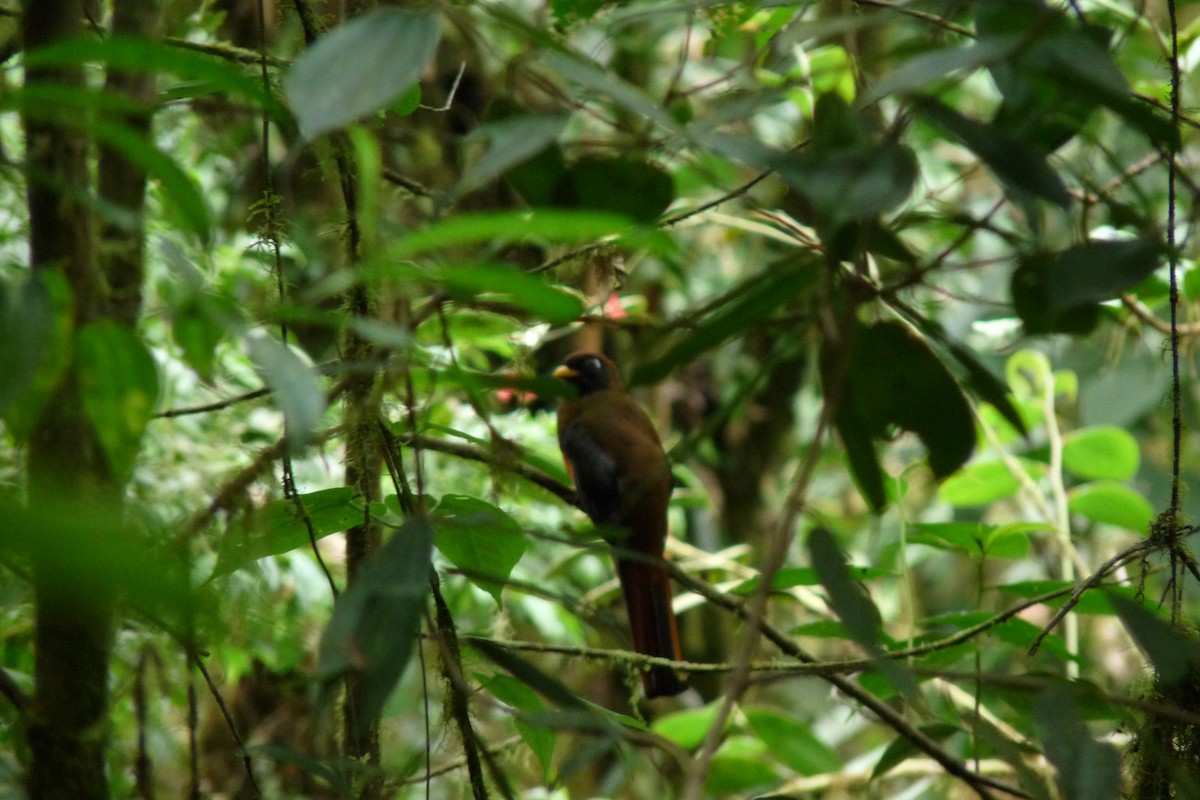 Collared Trogon - ML622259512