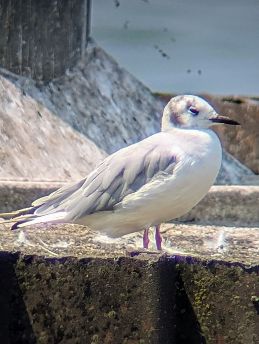 Bonaparte's Gull - ML622259534