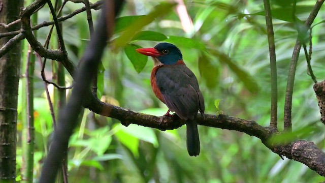 Green-backed Kingfisher - ML622259539