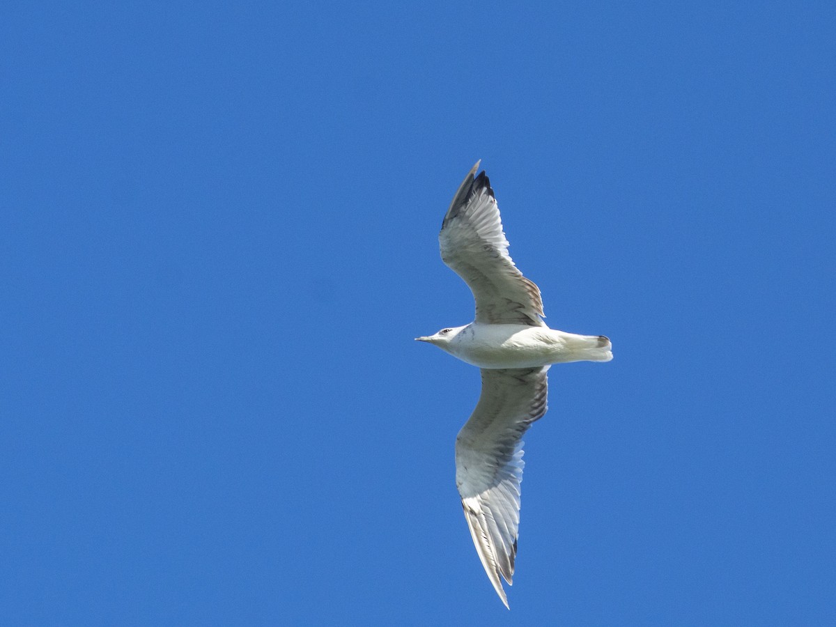 Common Gull (Russian) - ML622259629