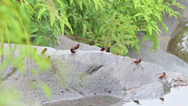 Chestnut Munia - ML622259631