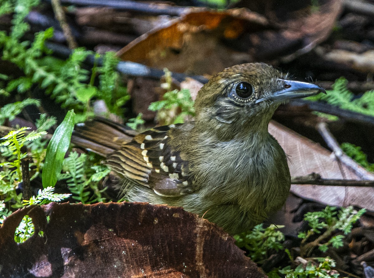 Batará Pizarroso Occidental - ML622259634