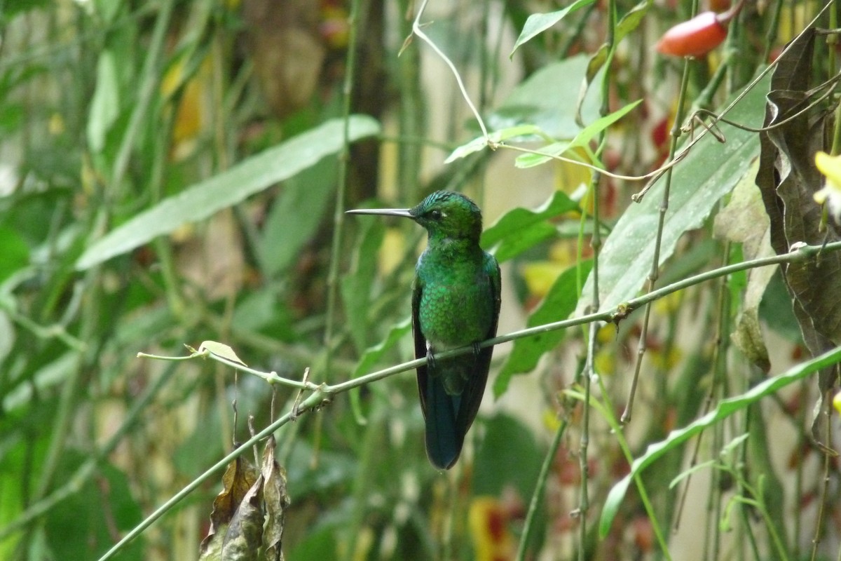 Green-crowned Brilliant - ML622259651