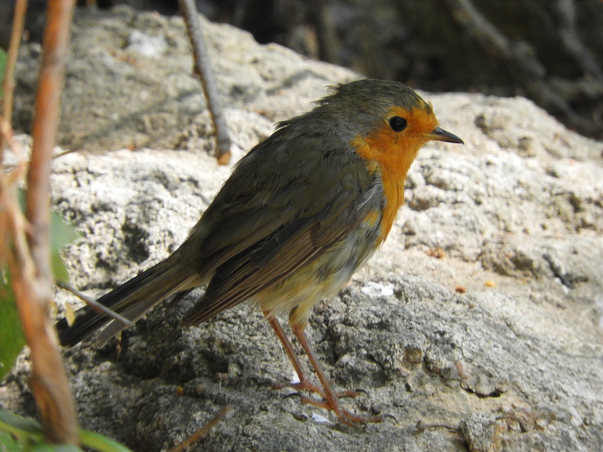 European Robin - Miguel Folgado