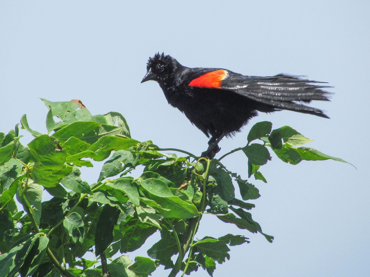 Red-winged Blackbird - ML622259706