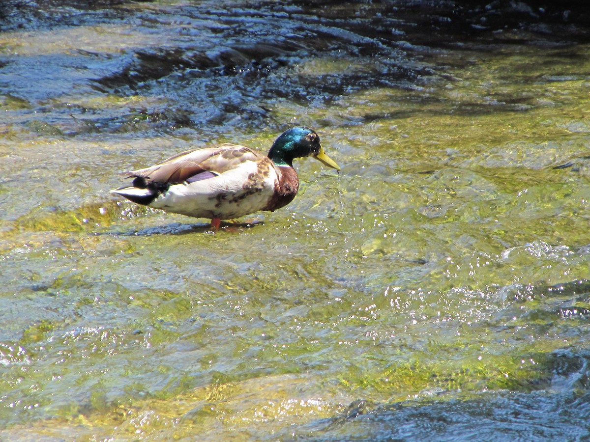 Mallard - ML622259724