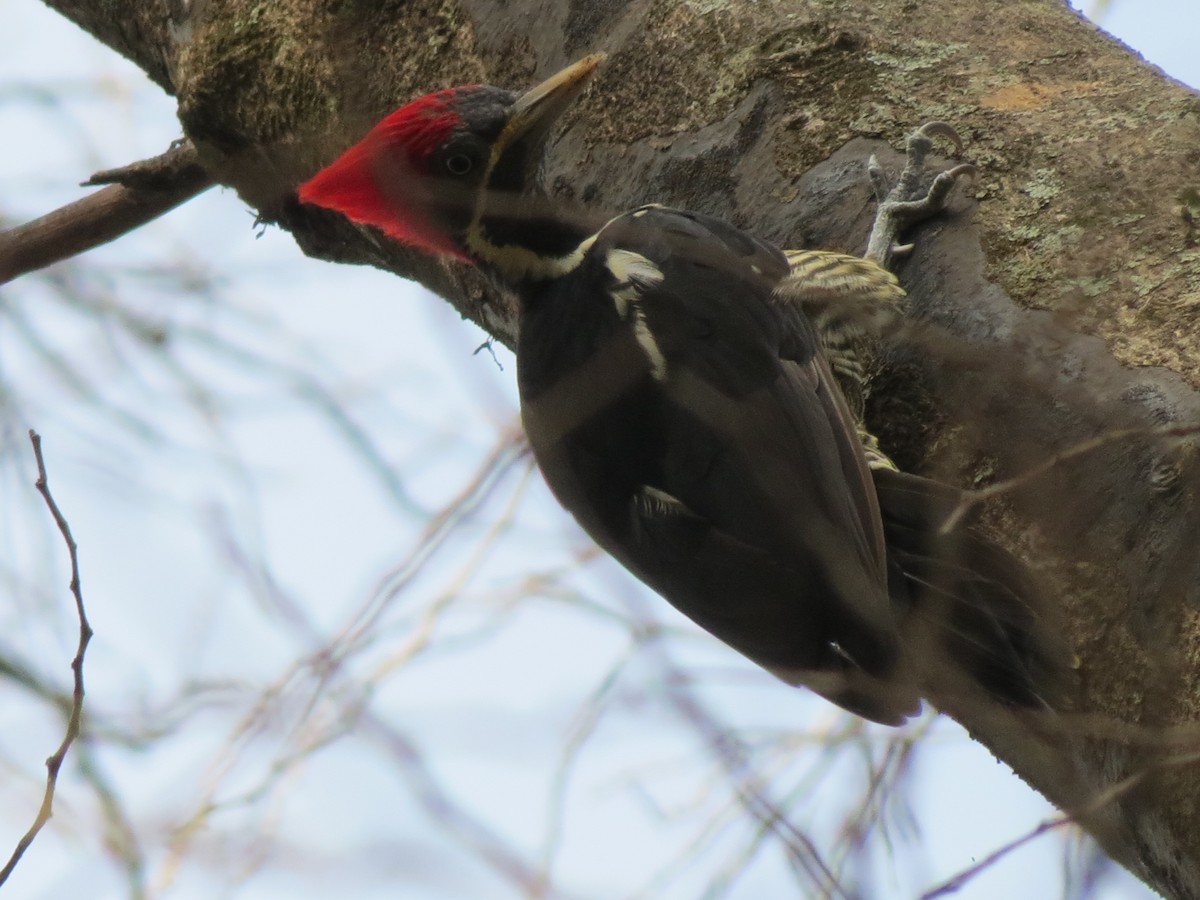 Lineated Woodpecker - Paul Stufkens