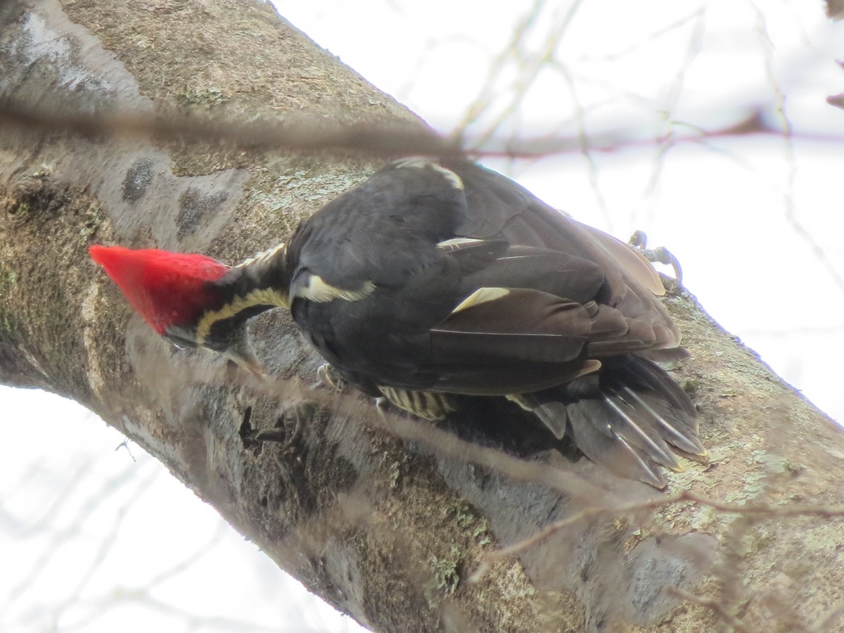 Lineated Woodpecker - ML622259747