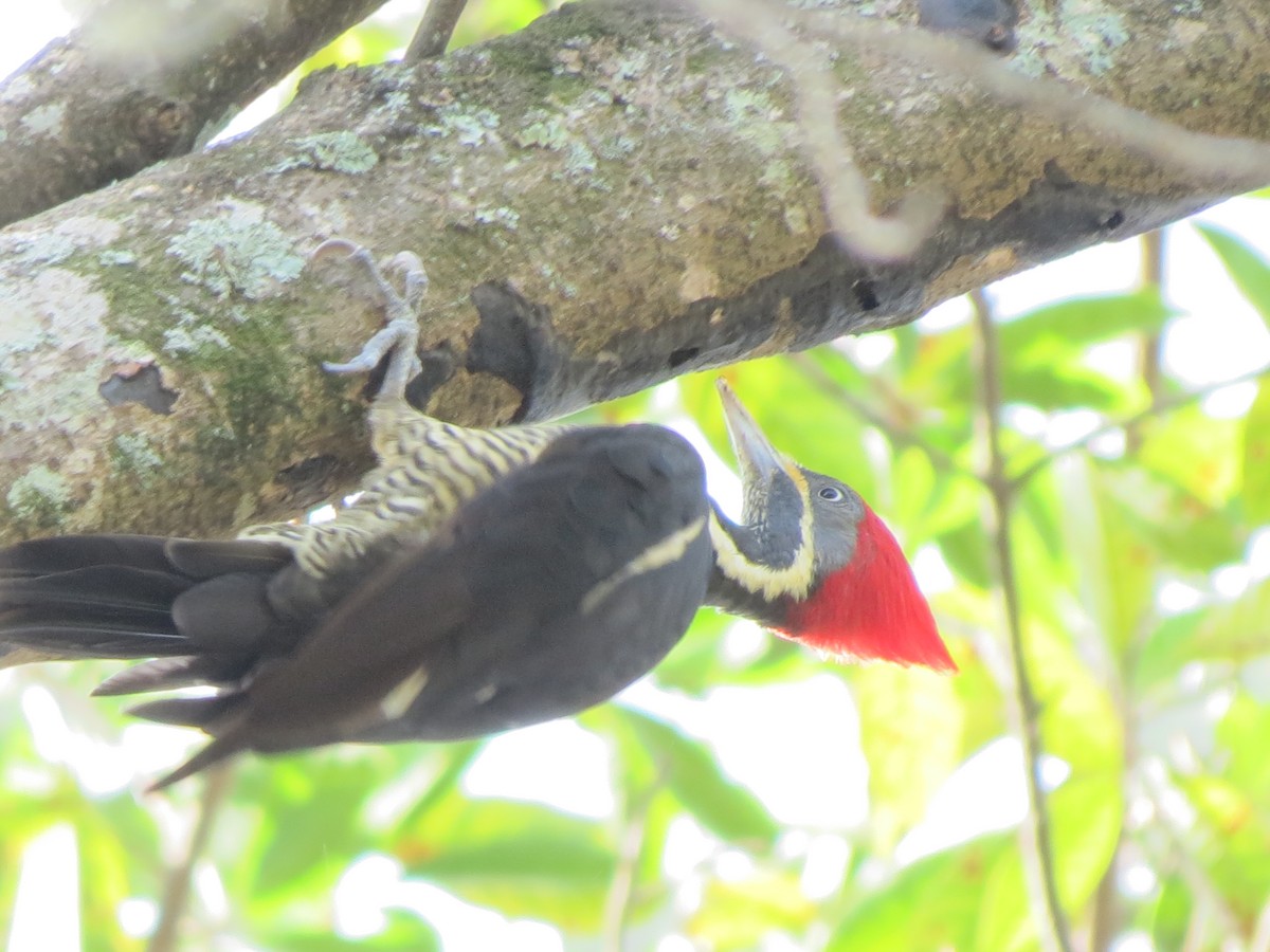 Lineated Woodpecker - ML622259748