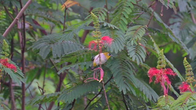 クロビタイメジロ - ML622259754