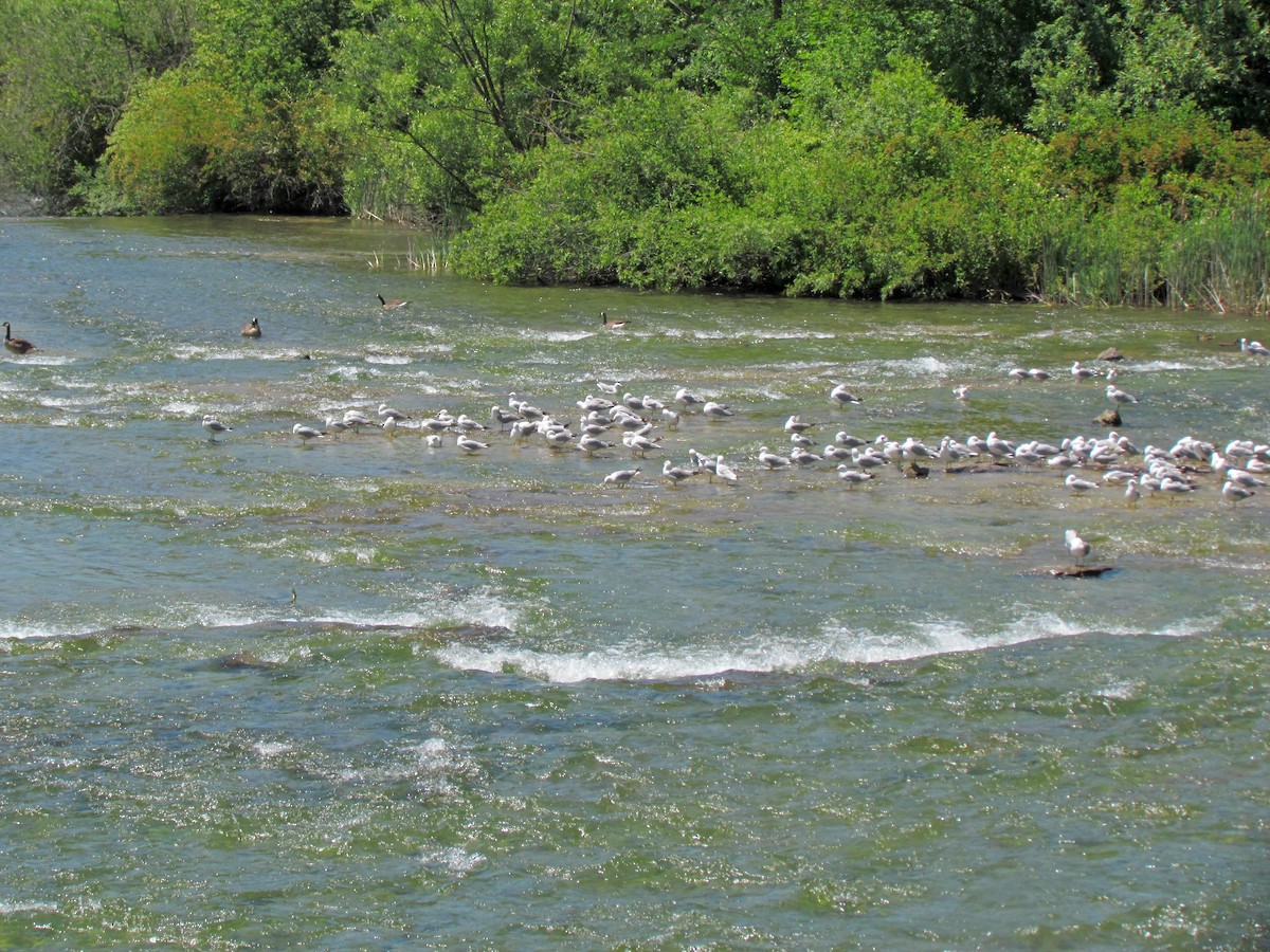 Ring-billed Gull - ML622259796