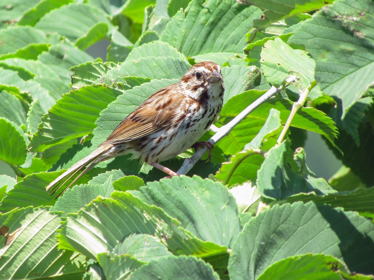 Song Sparrow - ML622259800