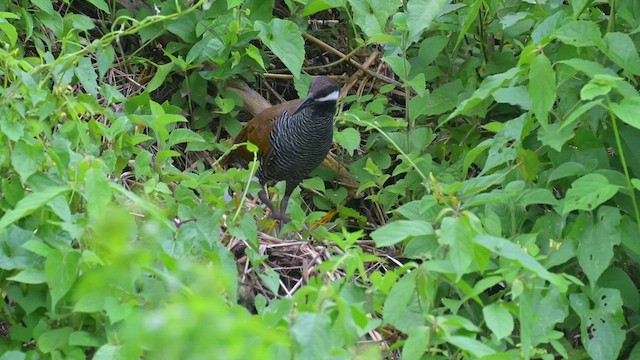 Barred Rail - ML622259802