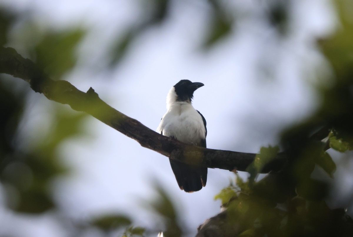 Piping Crow - ML622259804