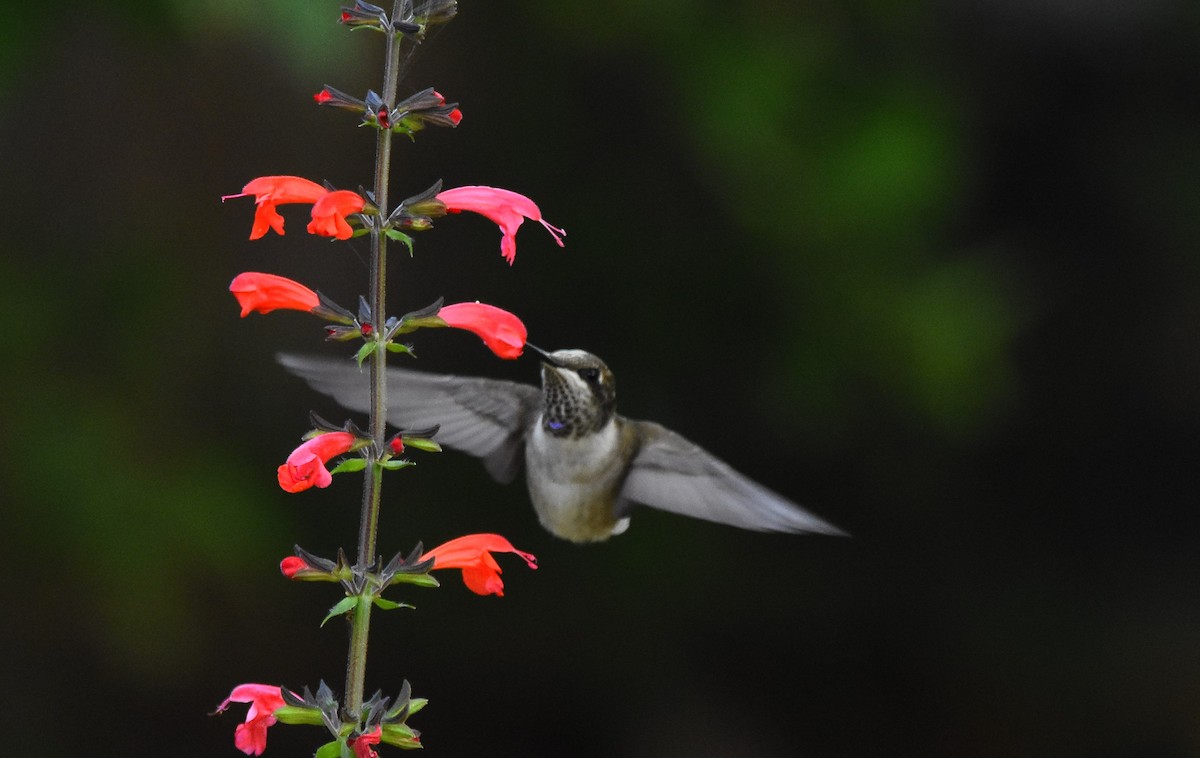 Colibri à gorge noire - ML622259808