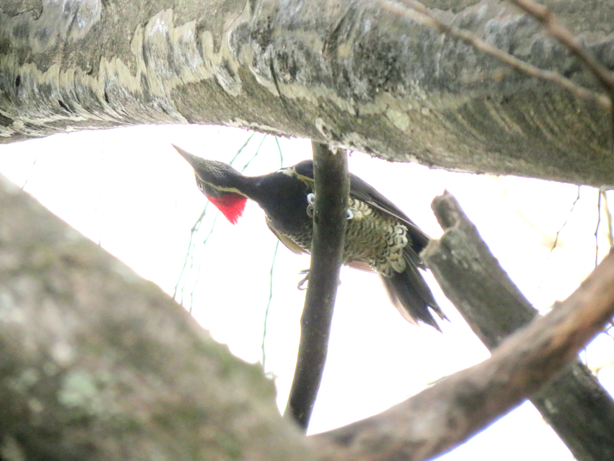 Lineated Woodpecker - Paul Stufkens