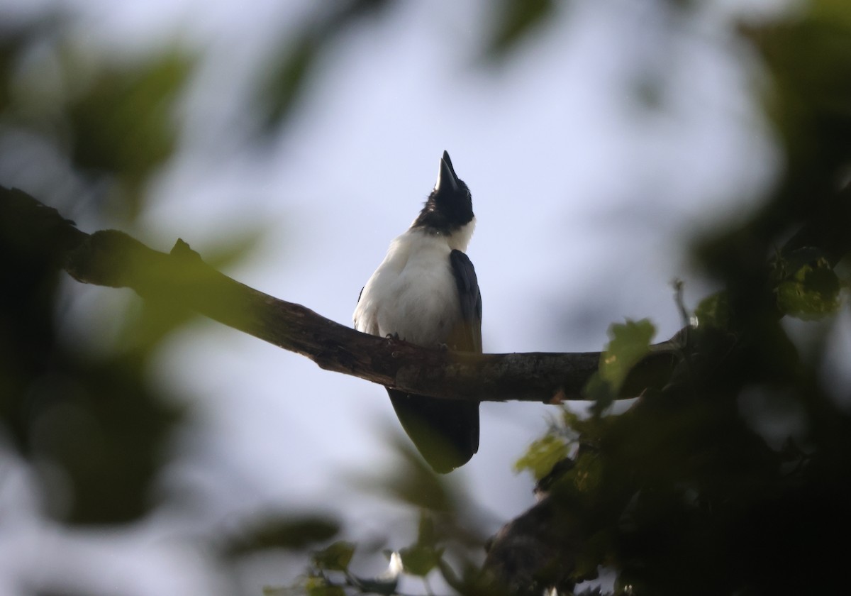 Piping Crow - ML622259824