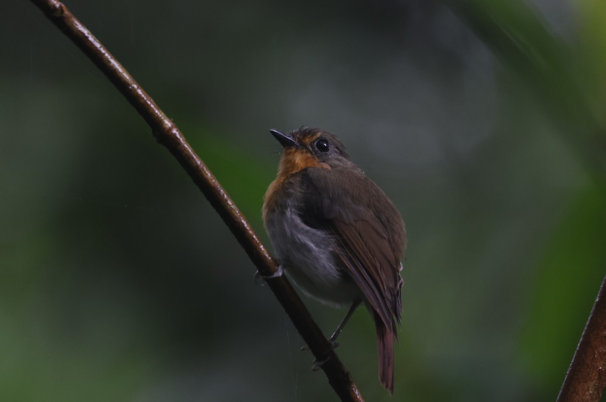 Lompobattang Flycatcher - ML622259831