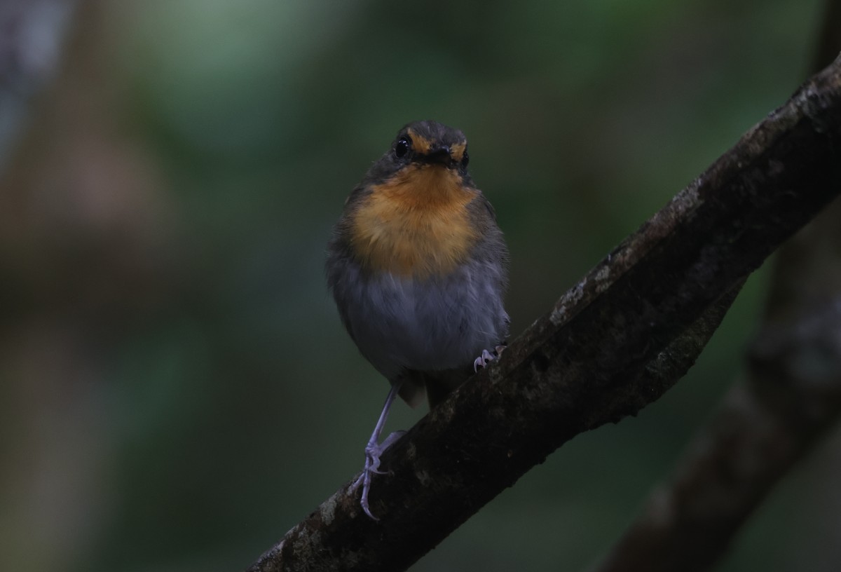 Lompobattang Flycatcher - ML622259836