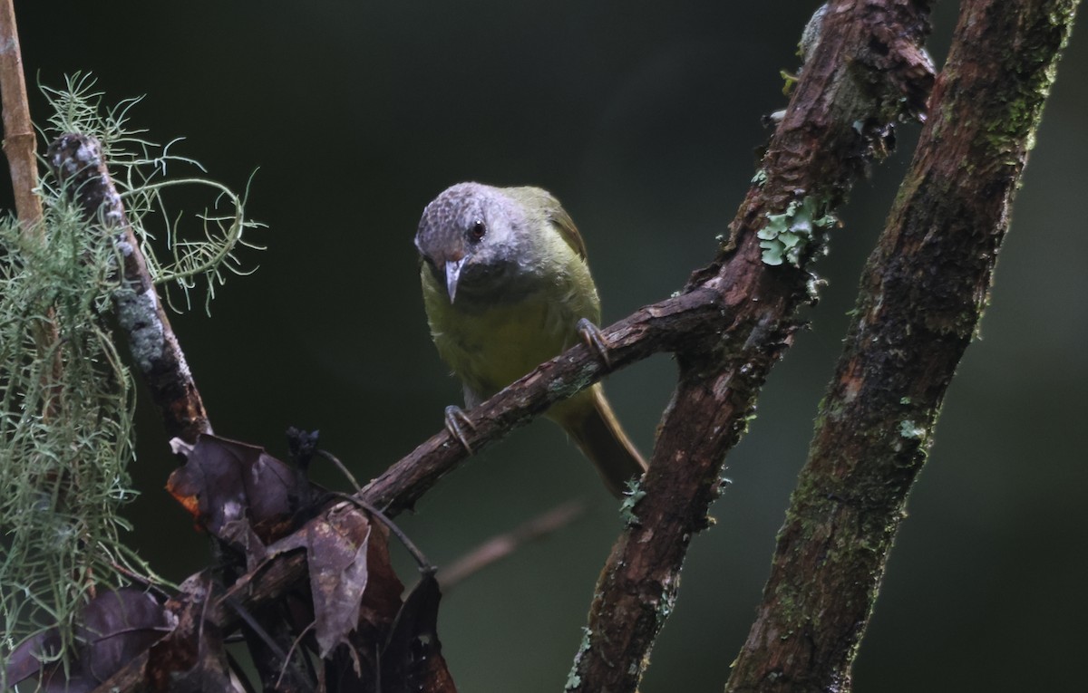 Sulawesi Heleia - ML622259927