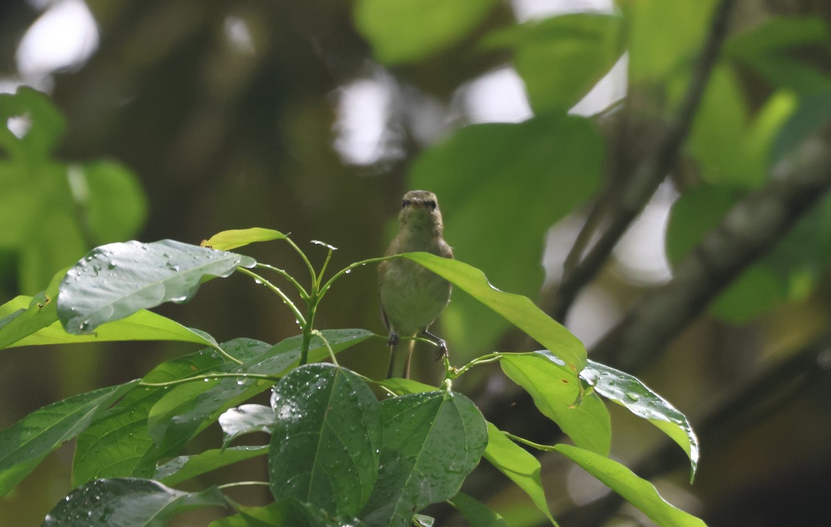 Lompobattang Leaf Warbler - ML622259932