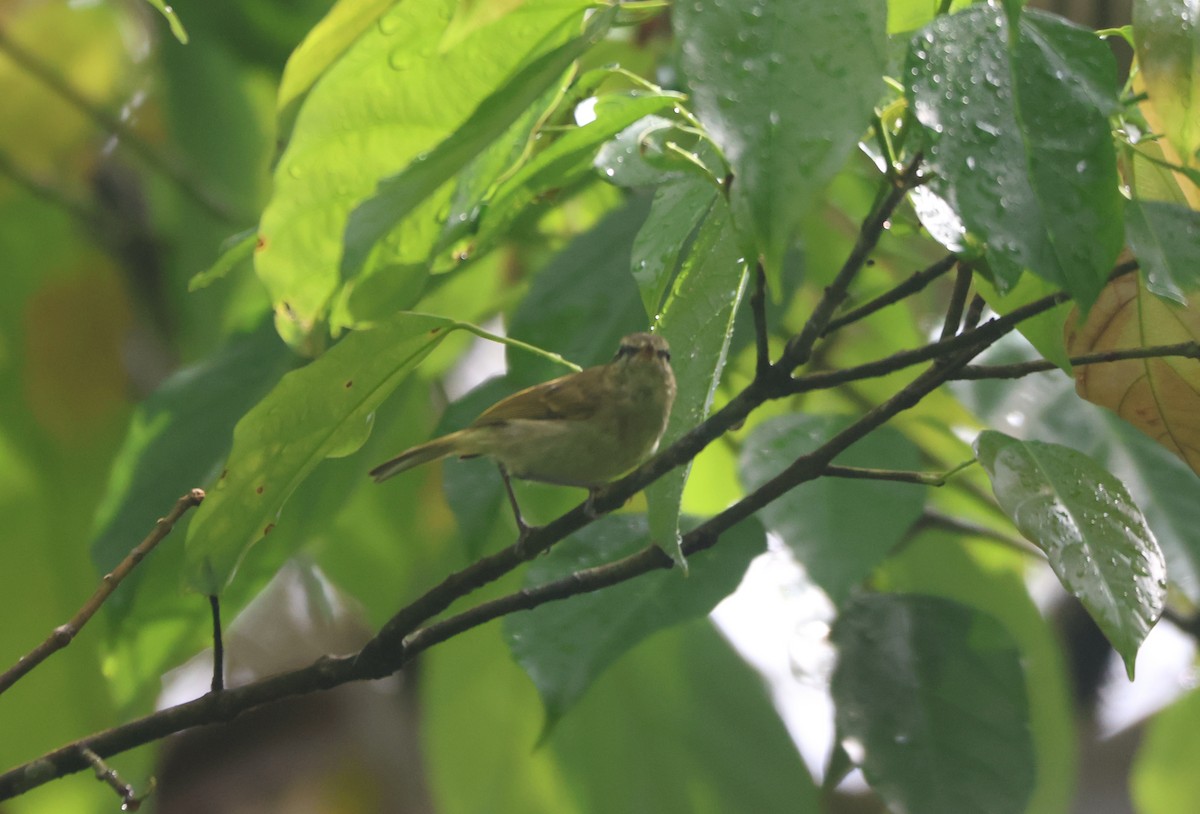 Lompobattang Leaf Warbler - ML622259940