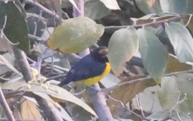 White-vented Euphonia - ML622259956