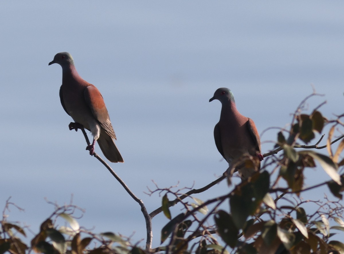 Pale-vented Pigeon - ML622259975