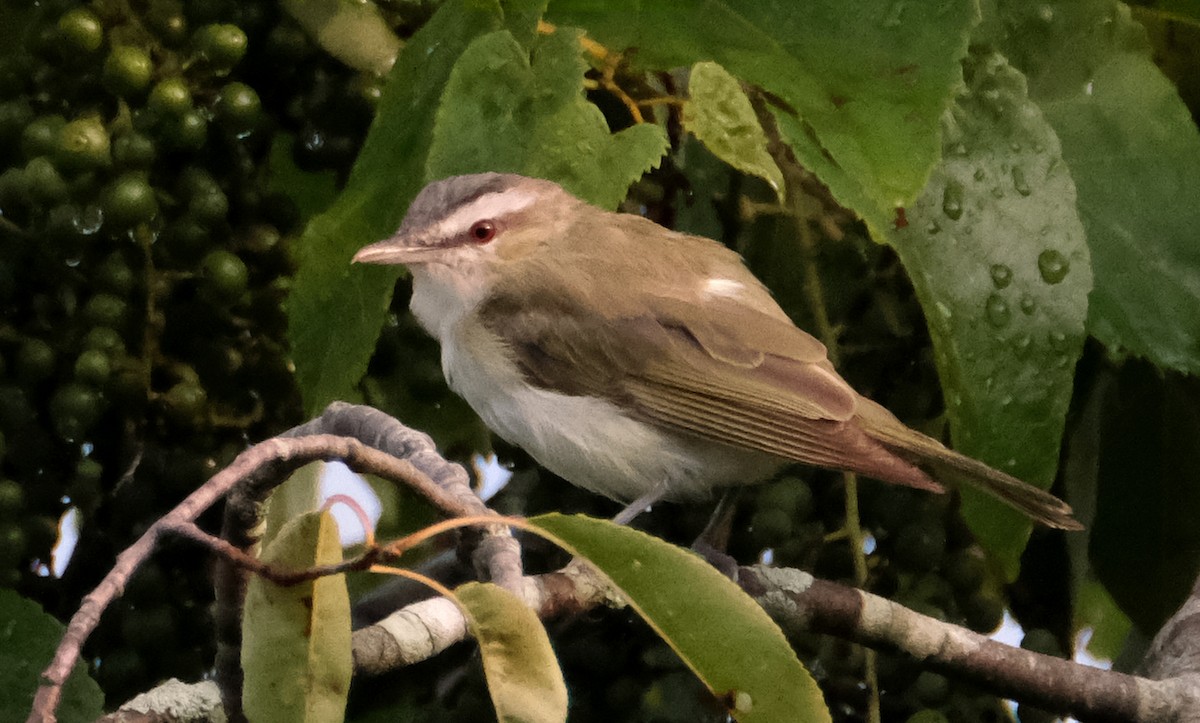 Viréo aux yeux rouges - ML622260027