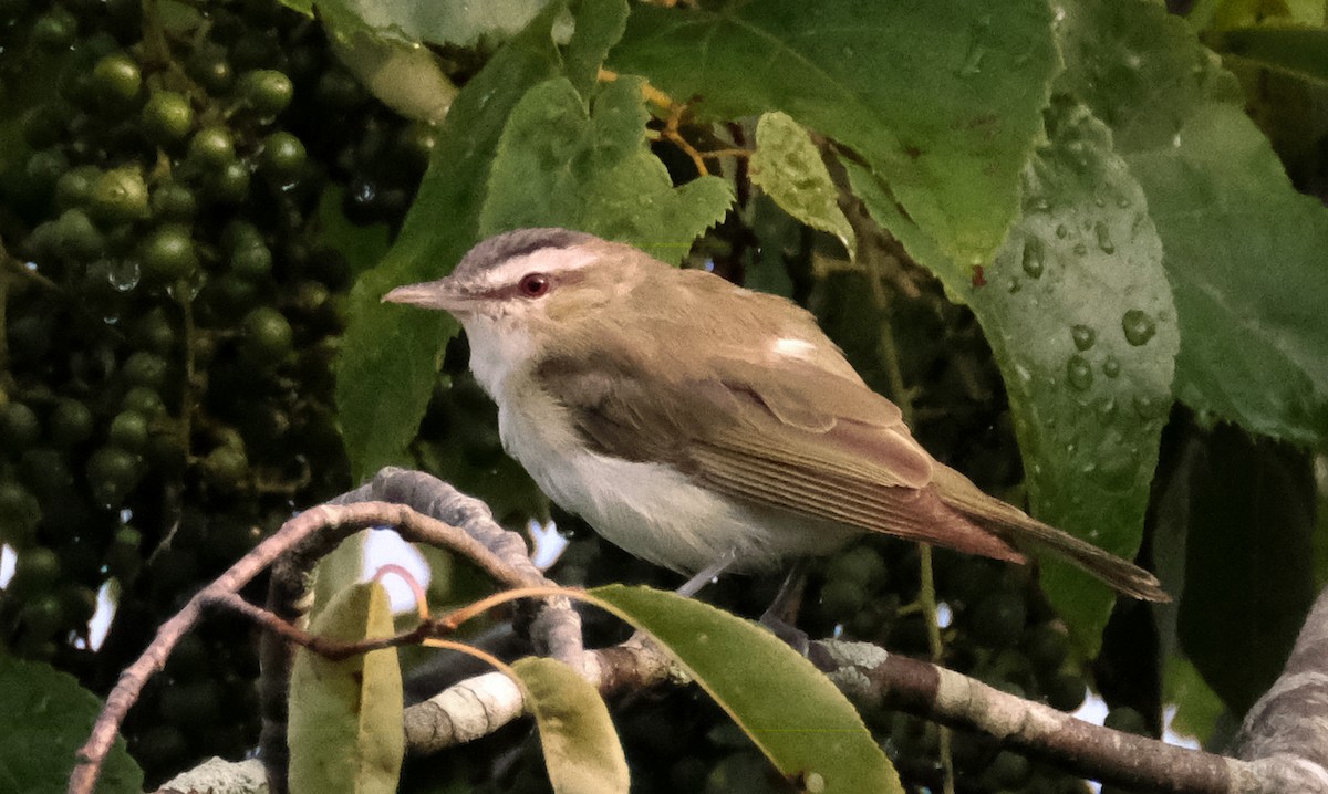 Viréo aux yeux rouges - ML622260029