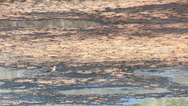 Solitary Sandpiper - ML622260048