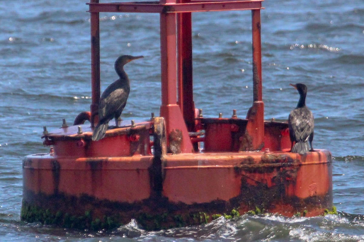 Double-crested Cormorant - ML622260118