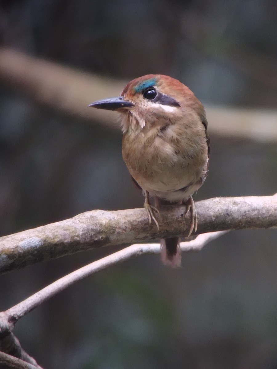 Tody Motmot - ML622260165