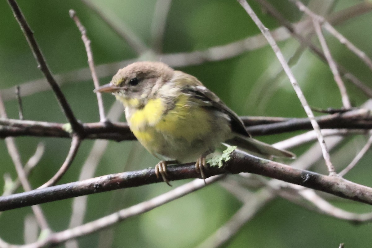 Pine Warbler - ML622260211