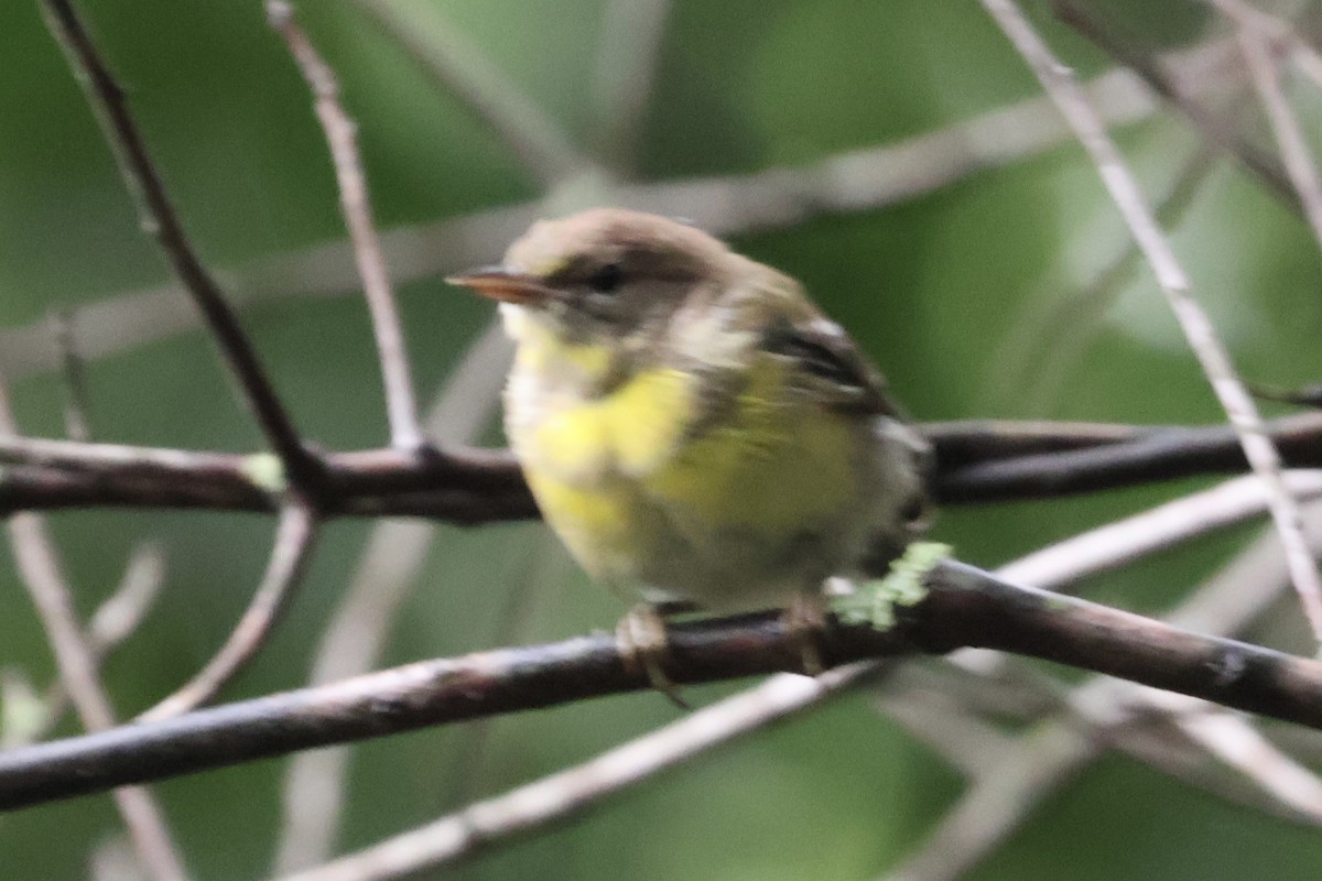 Pine Warbler - Forrest Wickman